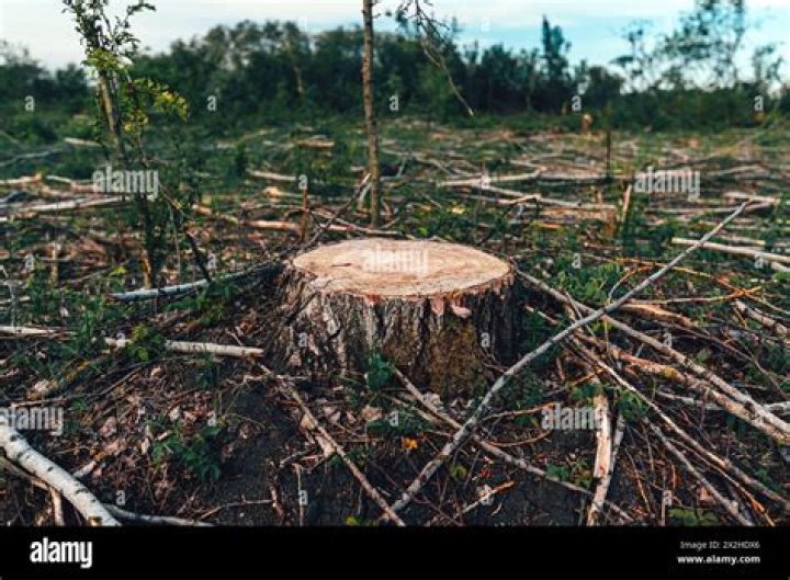 Are there any benefits to leaving trees, stumps, or shrubs on my land?