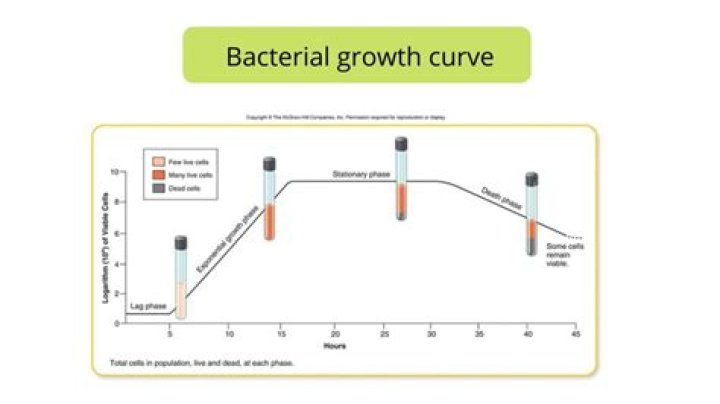 Bacteria population growth: what am I missing?