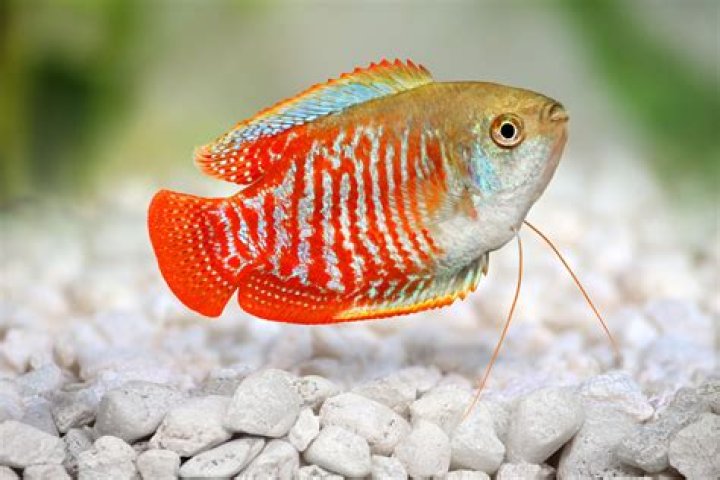 Can a small aquarium breed fish?
