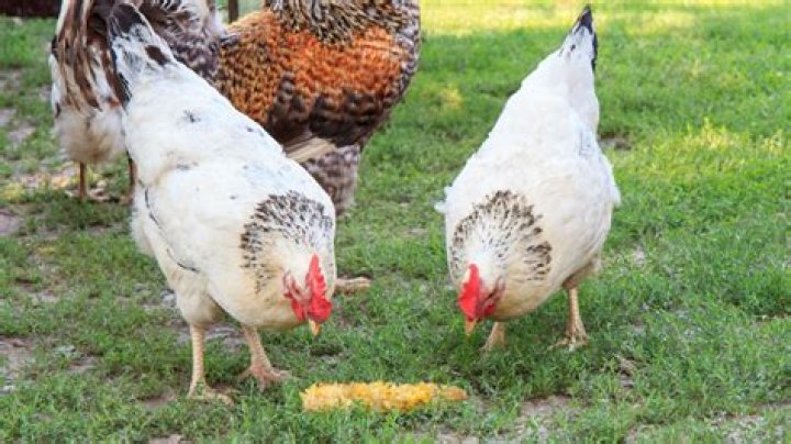 Can I consistently clone chickens?
