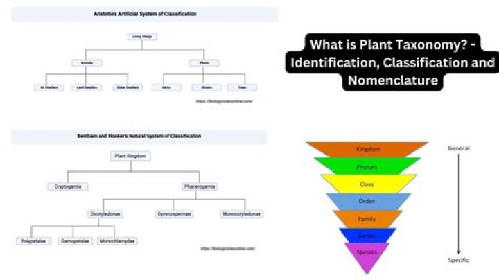 Do chain levels affect Monograph drops?