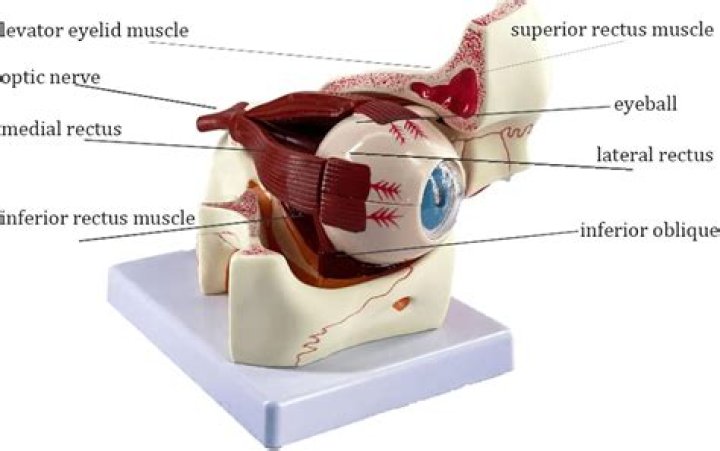 How long would it take for light to go through a human eyeball and back to the other side