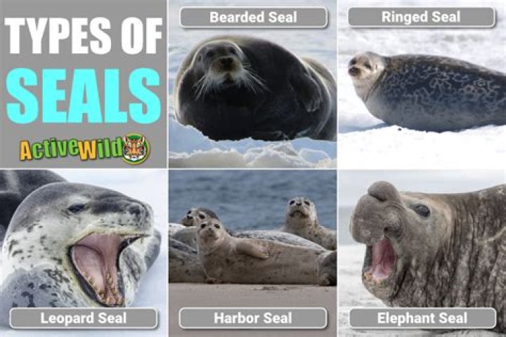 How many Master Seals are in the game?