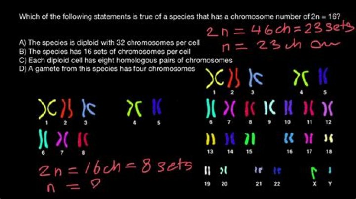 How to know that $2n^3+9n^2+13n+6$ factors into $(n+1)(n+2)(2n+3)$?
