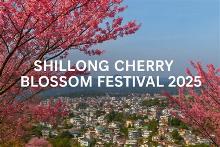 In Rune Factory ToD, is there any point to the Cherry Blossom Festival?