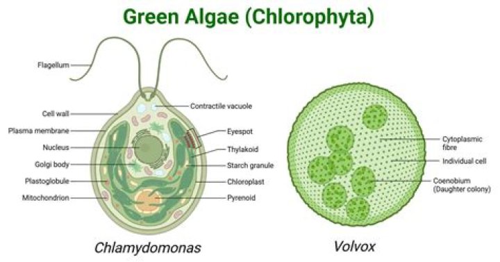 What farm layout will produce the most chlorophyte?