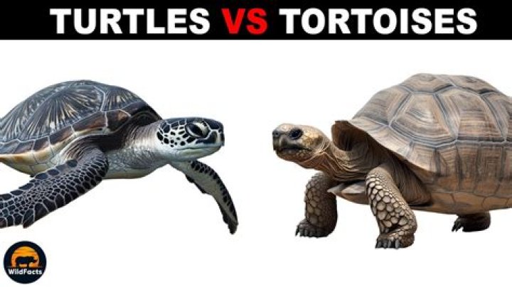 What is a Turtle Goal?