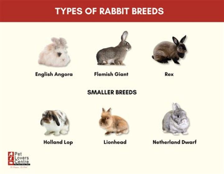 When and how do rabbits breed?