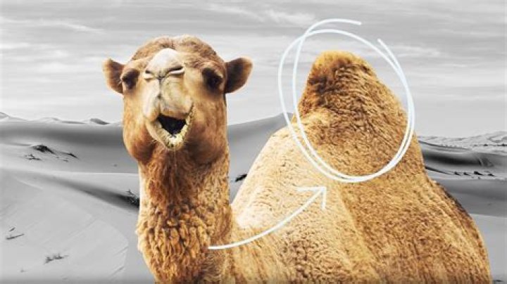 Why do I have two camels?